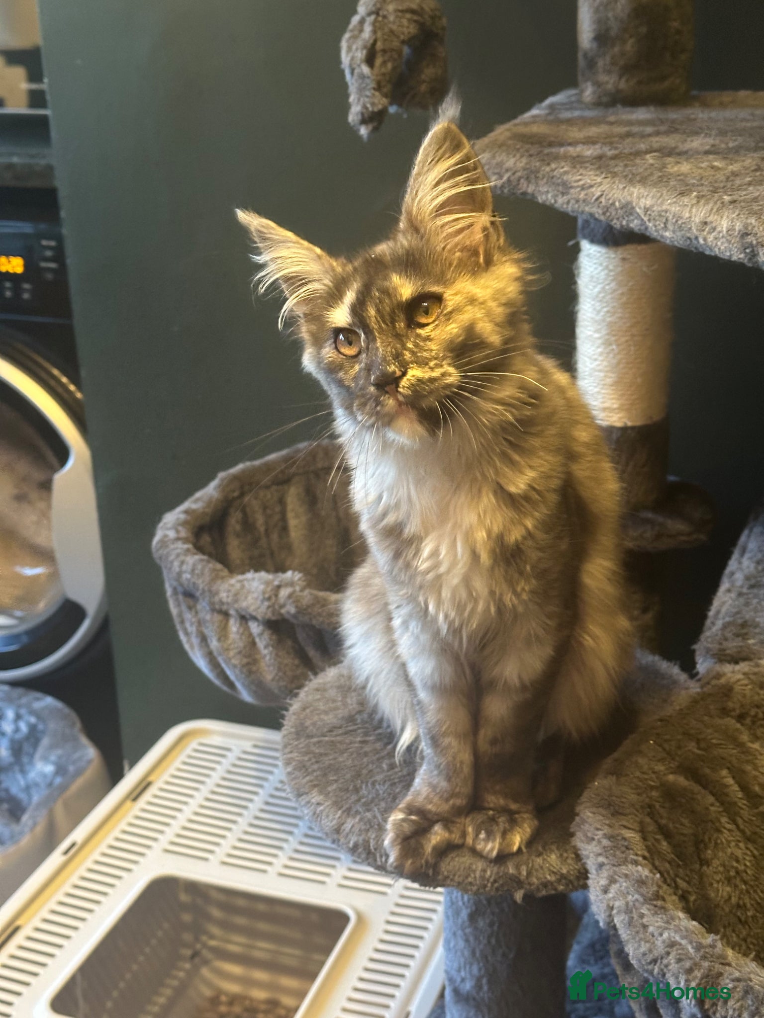 Maine Coon cats Tica Active Kittens ready now - Advert 5