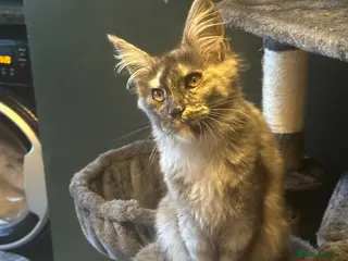 Maine Coon cats Tica Active Kittens ready now - Advert 5