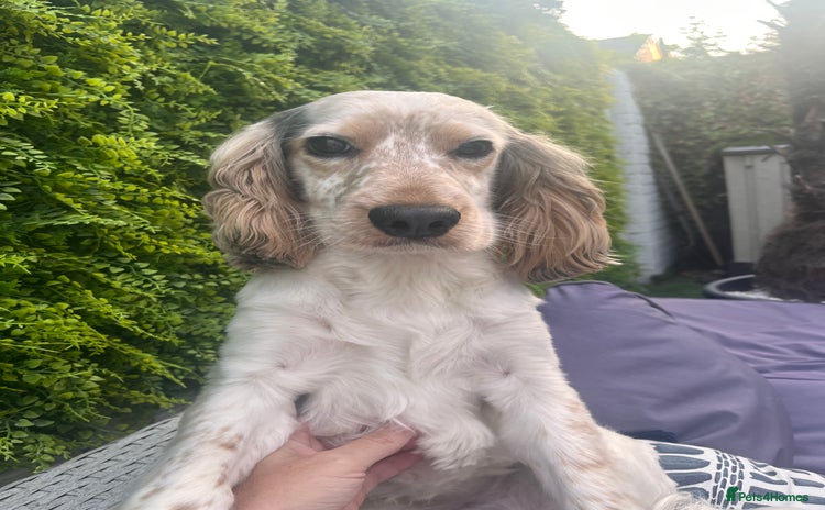 Cocker Spaniel dogs - Advert 1