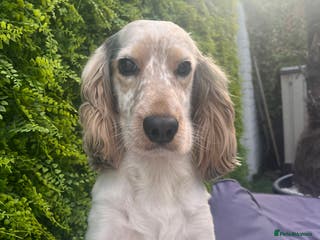 Cocker Spaniel dogs Handsome show cocker spaniel available for stud - Advert 7