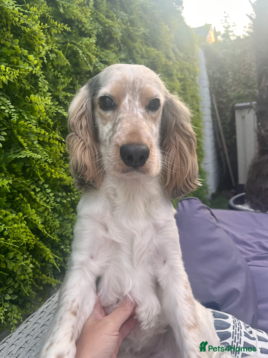 Cocker Spaniel dogs for stud: Handsome show cocker spaniel available for stud - Advert 1