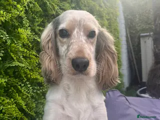 Cocker Spaniel dogs Handsome show cocker spaniel available for stud - Advert 7