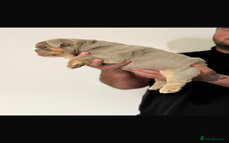 English Bulldog dogs for sale: Fully Suited Lilac & Tan boys  - Image 2