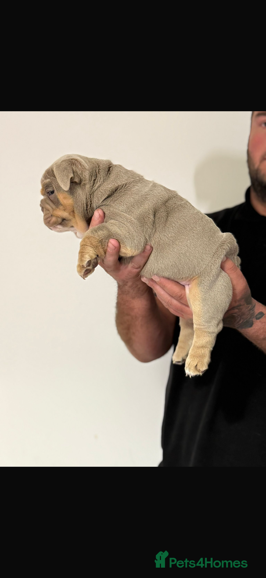 English Bulldog dogs for sale: Fully Suited Lilac & Tan boys  - Image 2