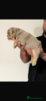English Bulldog dogs - Advert 10