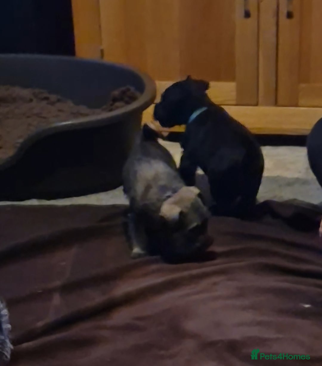 Miniature Schnauzer dogs for sale: Miniature Schnauzer puppies kc reg Ready to view - Image 10