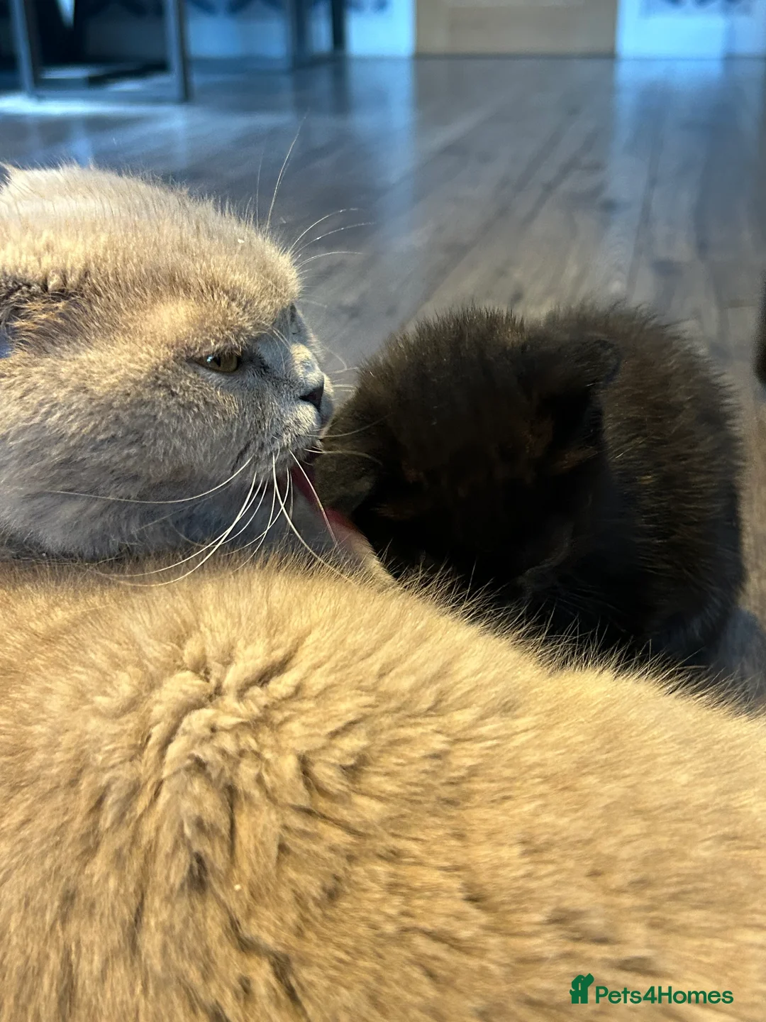 Scottish Fold cats for sale: Black Scottish fold  - Advert 2