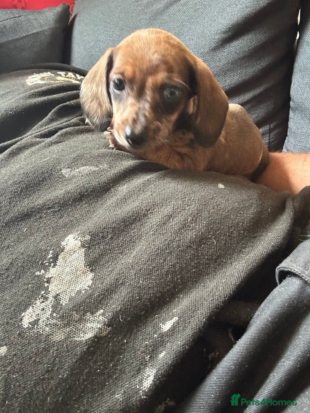 Dachshund dogs for sale: Dachshund pups  - Image 3