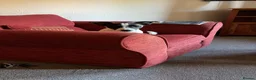 Jack Russell dogs for sale: Luna 6 months old - Advert 2