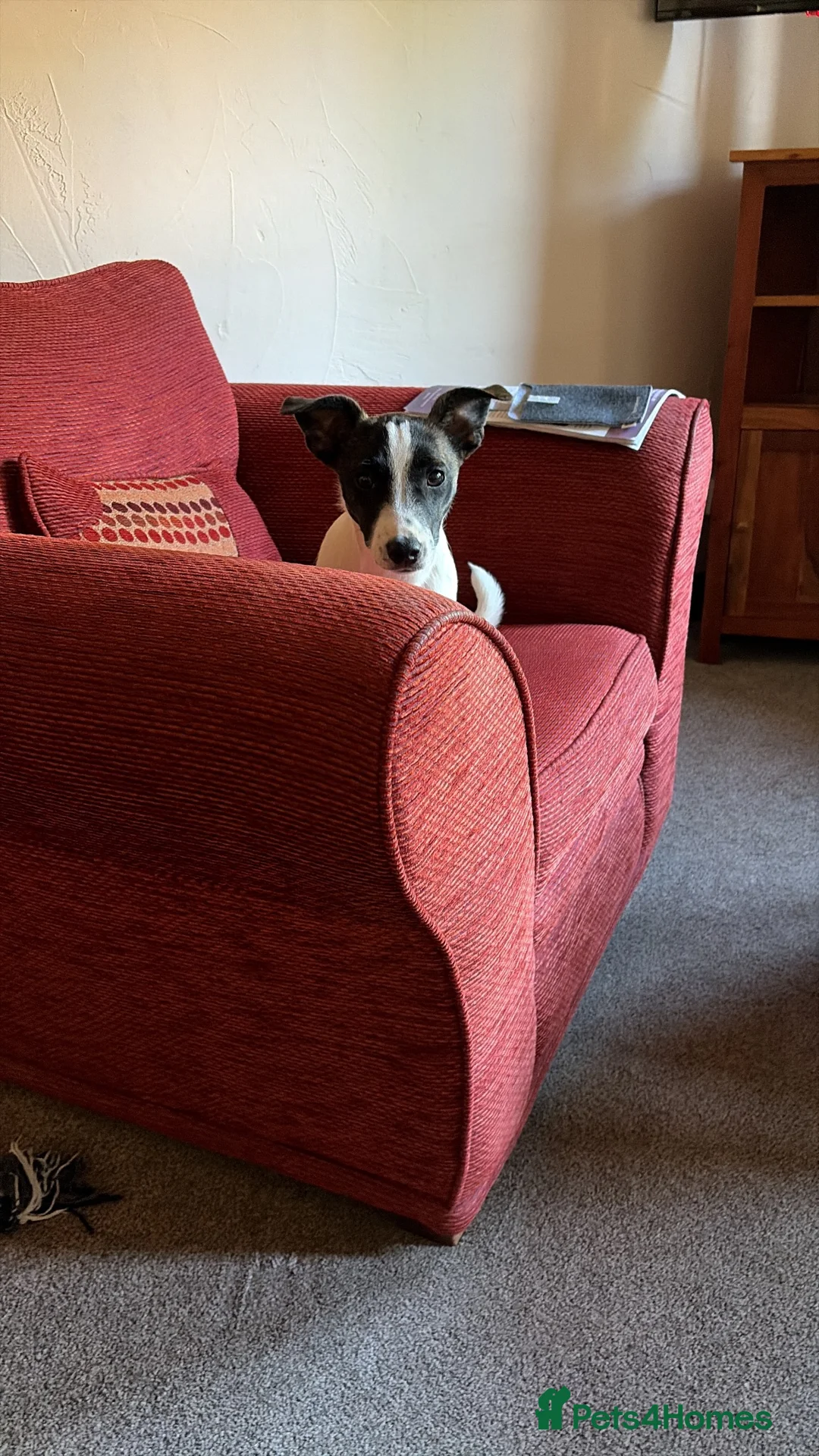 Jack Russell dogs for sale: Luna 6 months old - Advert 2