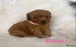 Miniature Poodle dogs for sale: Gorgeous Red Minature Poodles Puppies  - Image 29