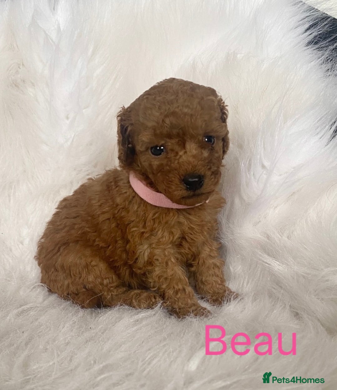 Miniature Poodle dogs for sale: Gorgeous Red Minature Poodles Puppies  - Image 29