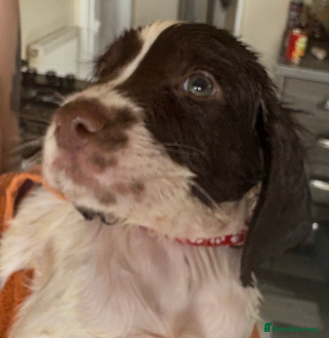 English Springer Spaniel dogs for sale: KC Registered English Springer Spaniel Puppies - Image 21