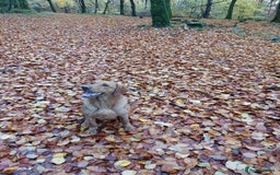 Labrador Retriever dogs for sale: Sam 2yrs 4mths Kc reg  - Image 4
