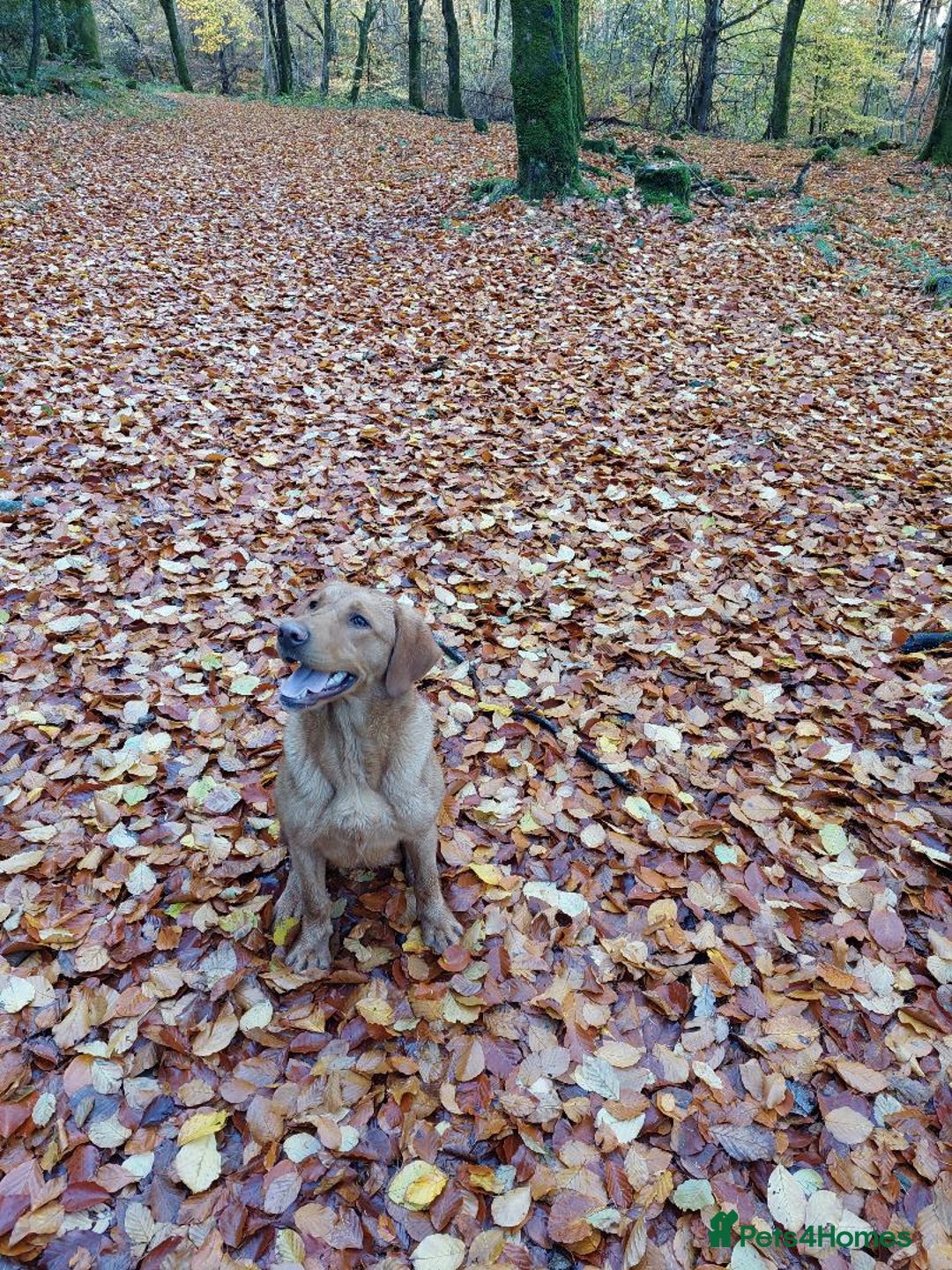 Labrador Retriever dogs for sale: Sam 2yrs 4mths Kc reg  - Image 4