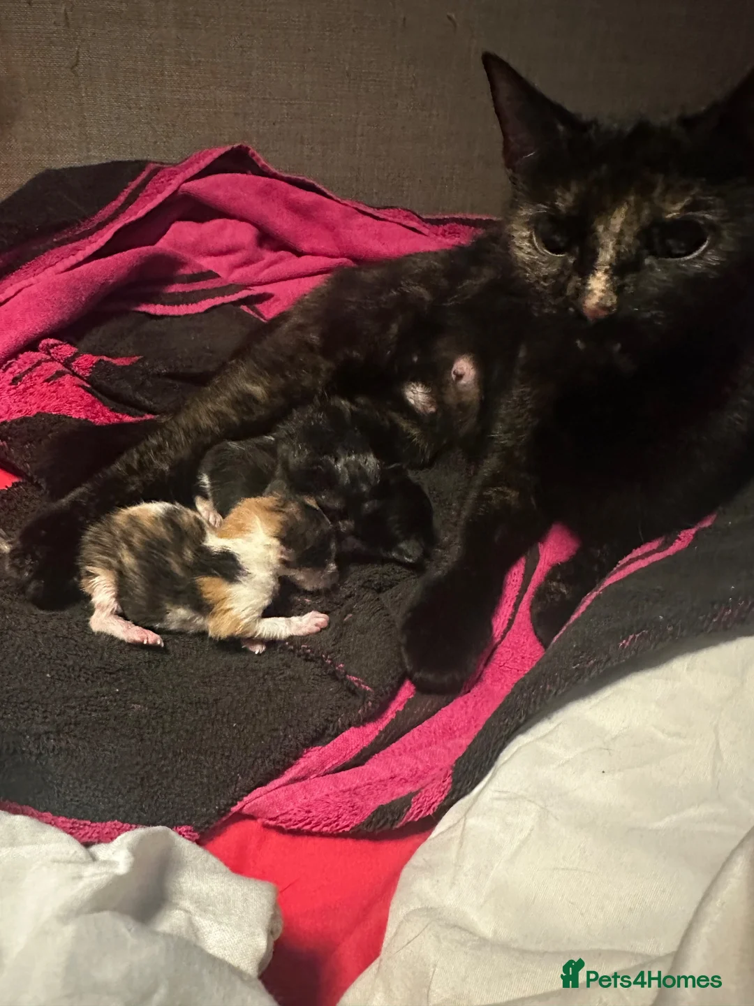 British Shorthair cats for sale: beautiful kittens availible beginning september  - Advert 1