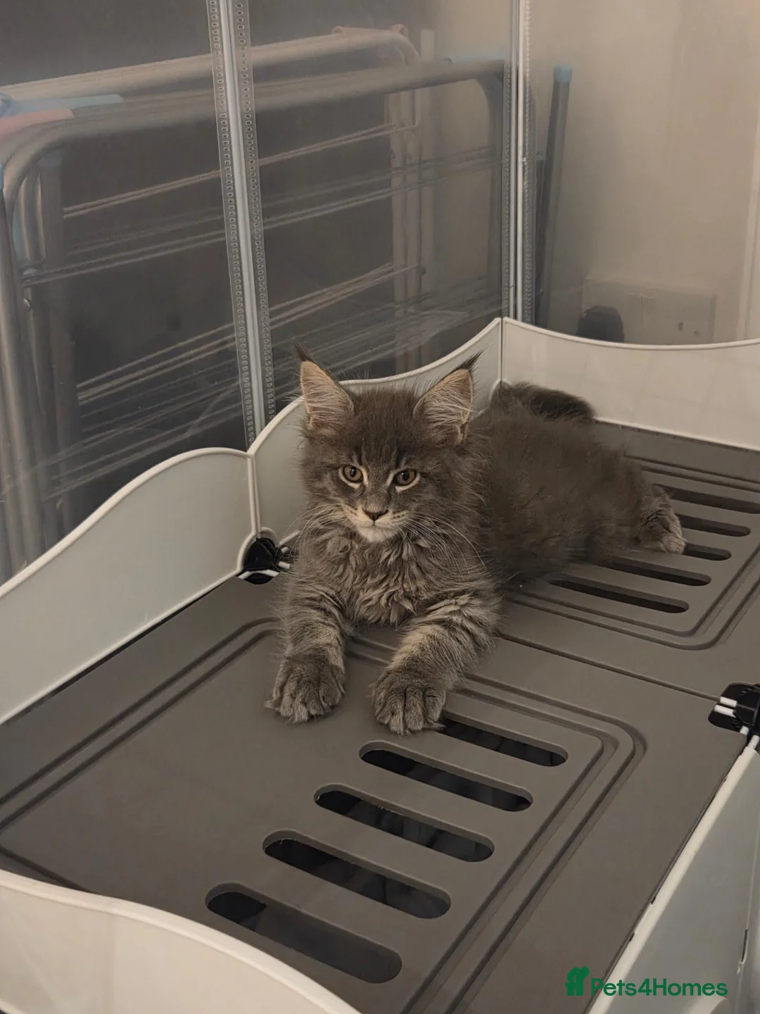 Maine Coon cats for sale: *Tica registered male maincoon kittens(pet only)  - Advert 7