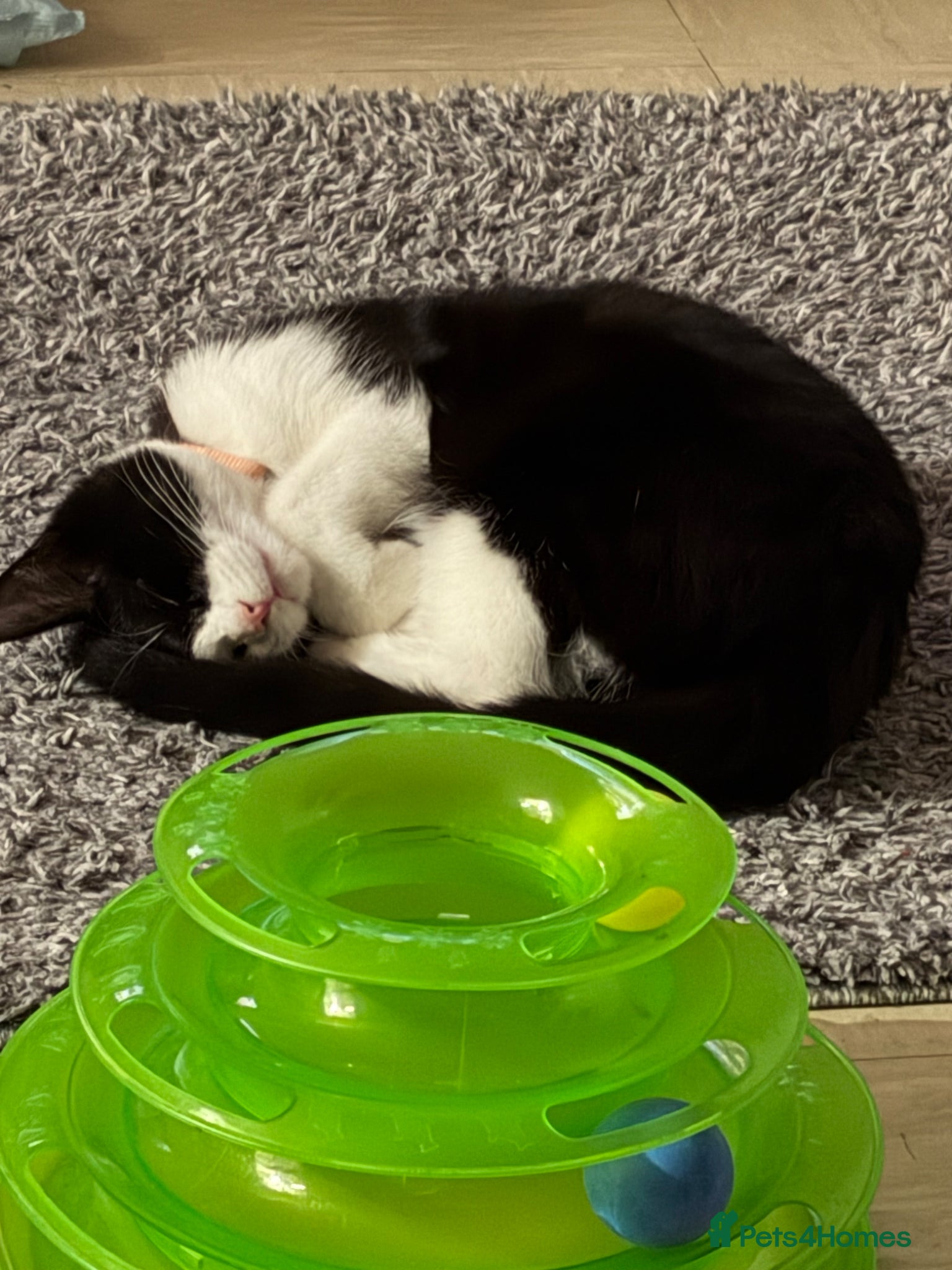 Mixed Breed cats Seven month old kitten - Oreo - Advert 2