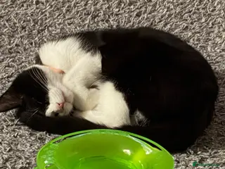 Mixed Breed cats Seven month old kitten - Oreo - Advert 1