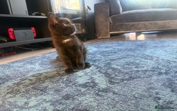 Ragdoll cats for sale: Part Ragdoll Kitten - Image 5