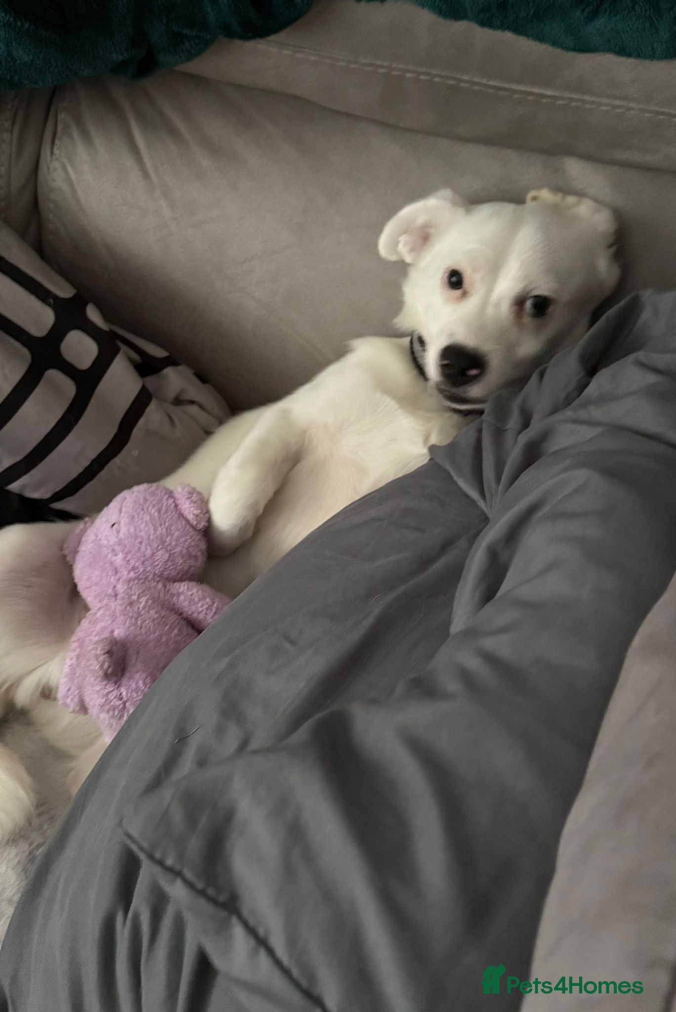 Mixed Breed dogs Armin  in Witney - Advert 15