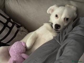 Mixed Breed dogs in Witney - Advert 36