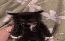 Mixed Breed cats for sale: Three long hair one short tuxedo kittens - Image 7