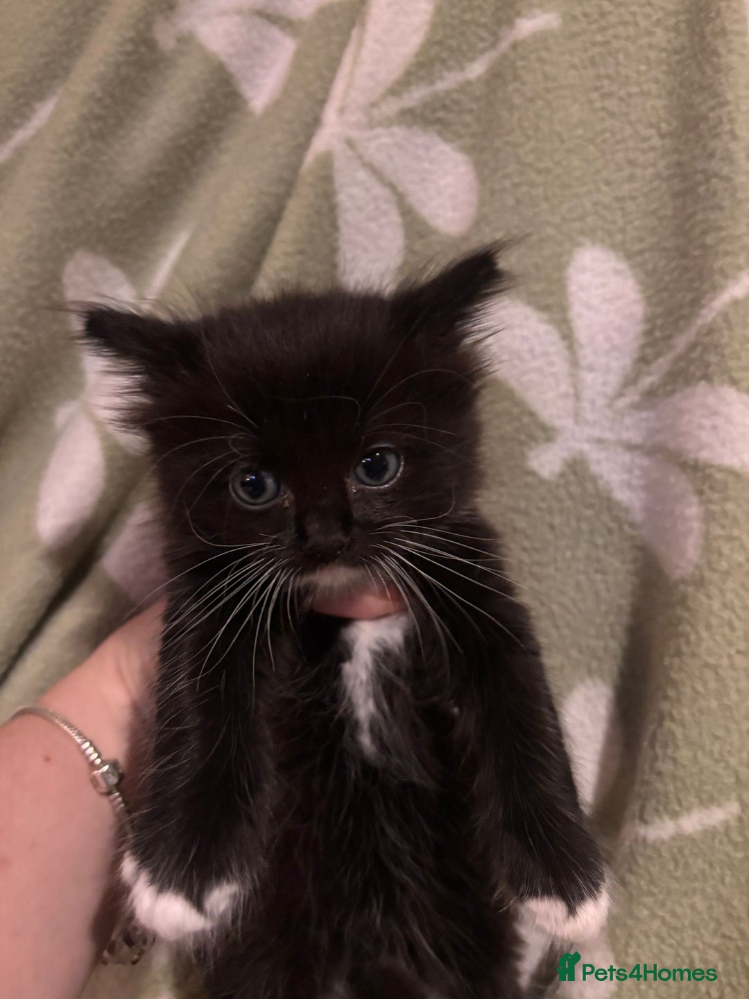 Mixed Breed cats for sale: Three long hair one short tuxedo kittens - Image 7