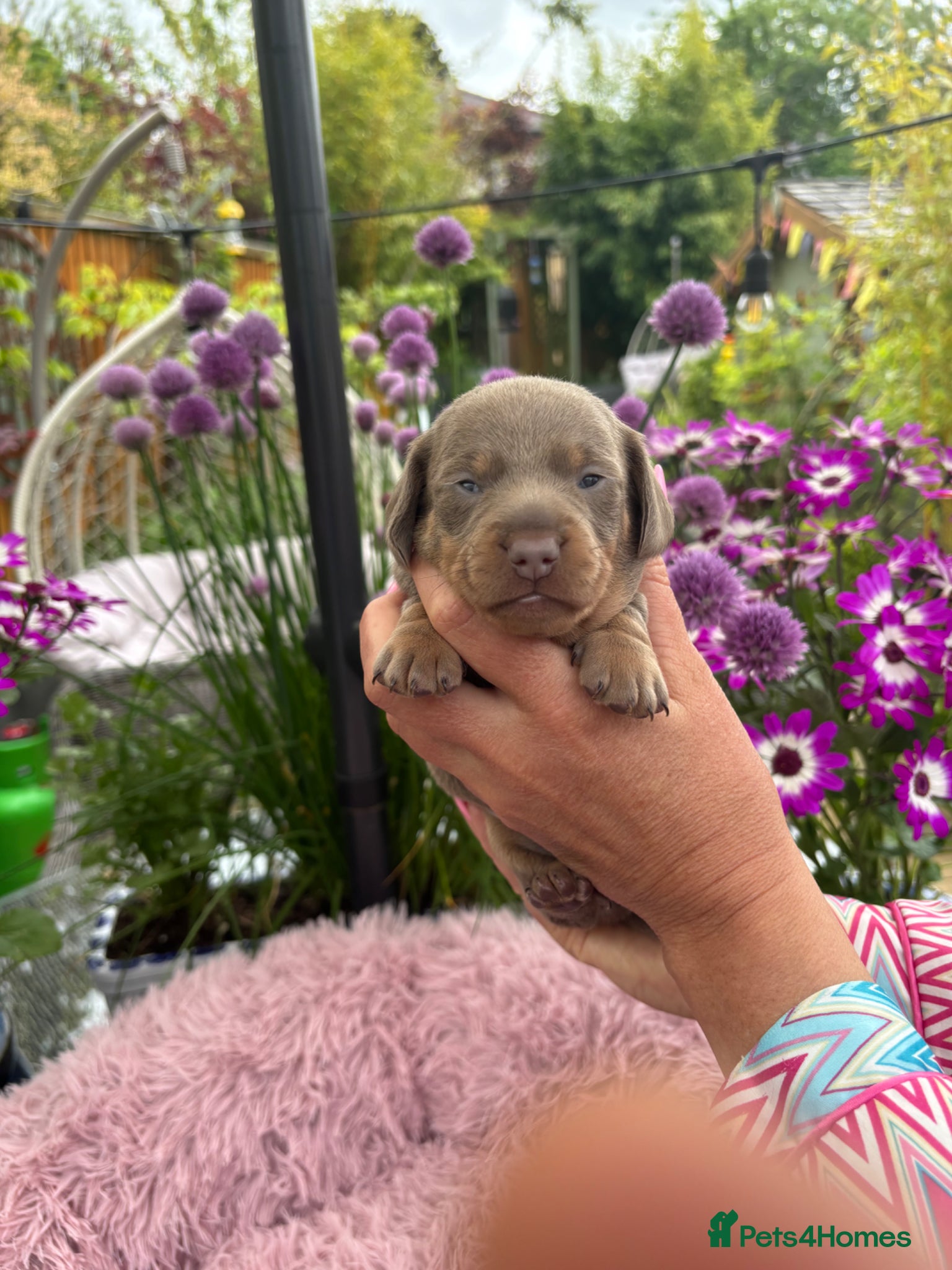 Miniature Dachshund dogs Gorgeous KC Miniature shorthair Dachshund Puppies  - Advert 2