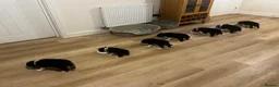 Border Collie dogs for sale: 2 Beautiful collies left ready to leave - Advert 26