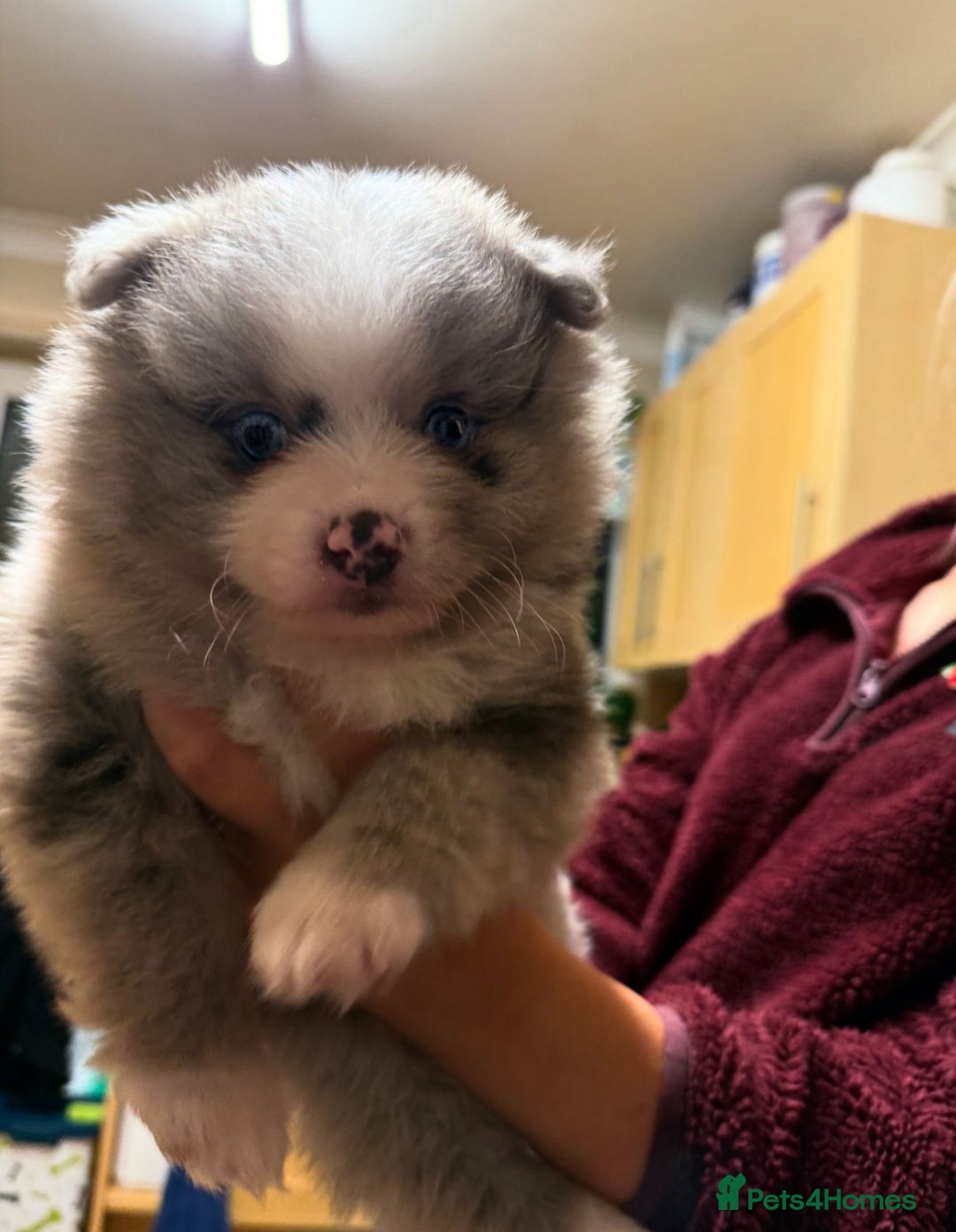 Pomeranian dogs for sale: Pomeranians - ONLY BLACK BOY LEFT - Advert 13