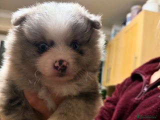 Pomeranian dogs - Advert 7