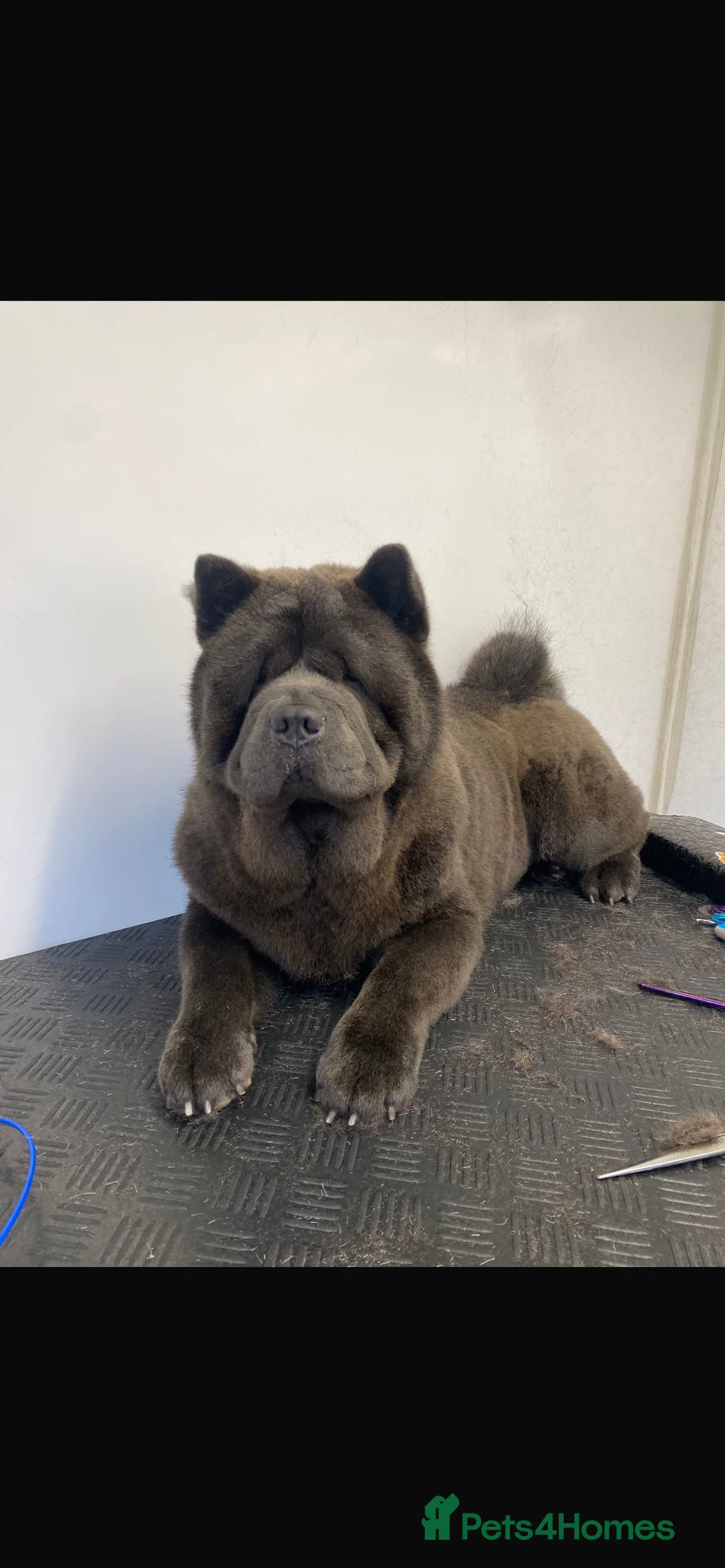 Chow Chow dogs for sale: Chow chow - Advert 3