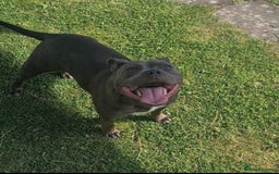 Staffordshire Bull Terrier dogs for sale:  STAFFORDSHIRE BULL TERRIERS PUPS  - Image 23