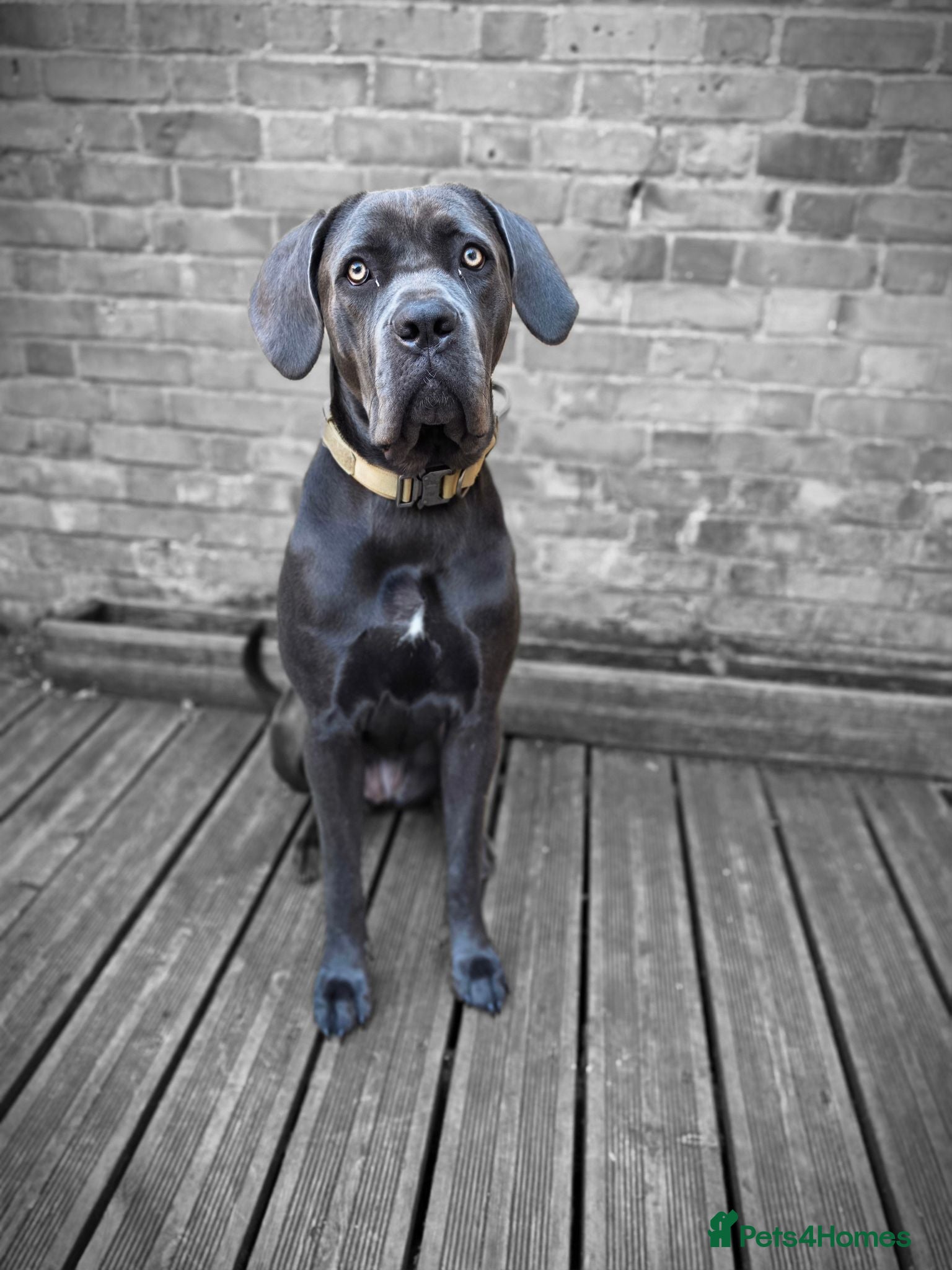 Cane Corso dogs Cane corso 1 year old - Advert 7