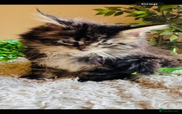 Maine Coon cats for sale: Beautiful GCCF Maine Coon kittens - Advert 30