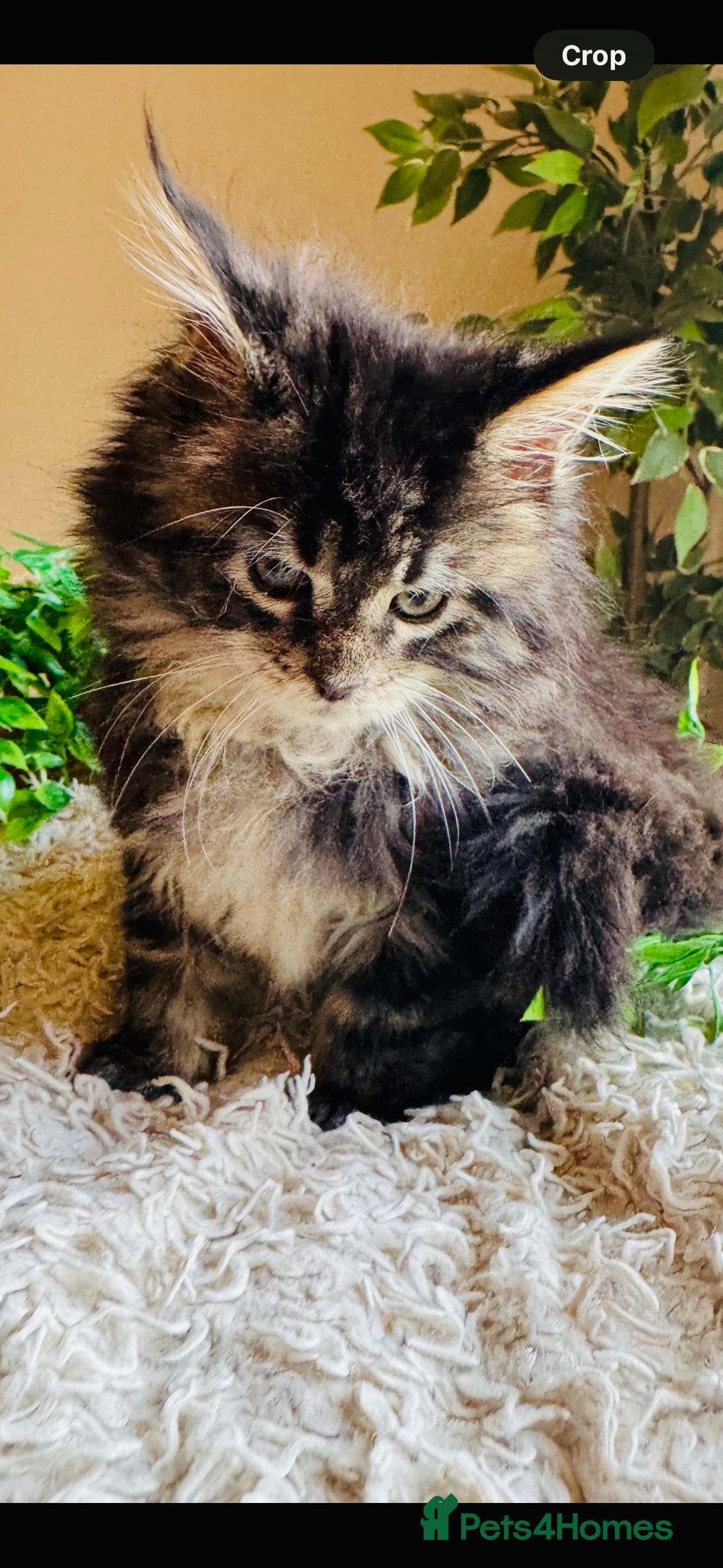 Maine Coon cats for sale: Beautiful GCCF Maine Coon kittens - Advert 30