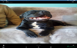 Staffordshire Bull Terrier dogs for sale: Kc registered Staffordshire Bull terrier pups - Image 2