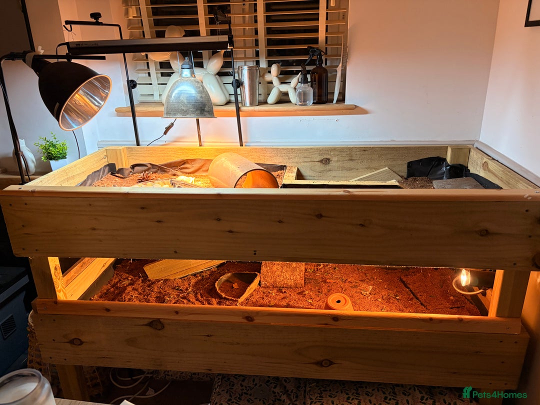 Hermann Tortoise reptiles for sale: 3 x Hermann Tortoise + Full Set Up - Advert 4