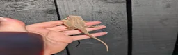 Bearded Dragon reptiles for sale: Baby bearded dragons - Advert 11