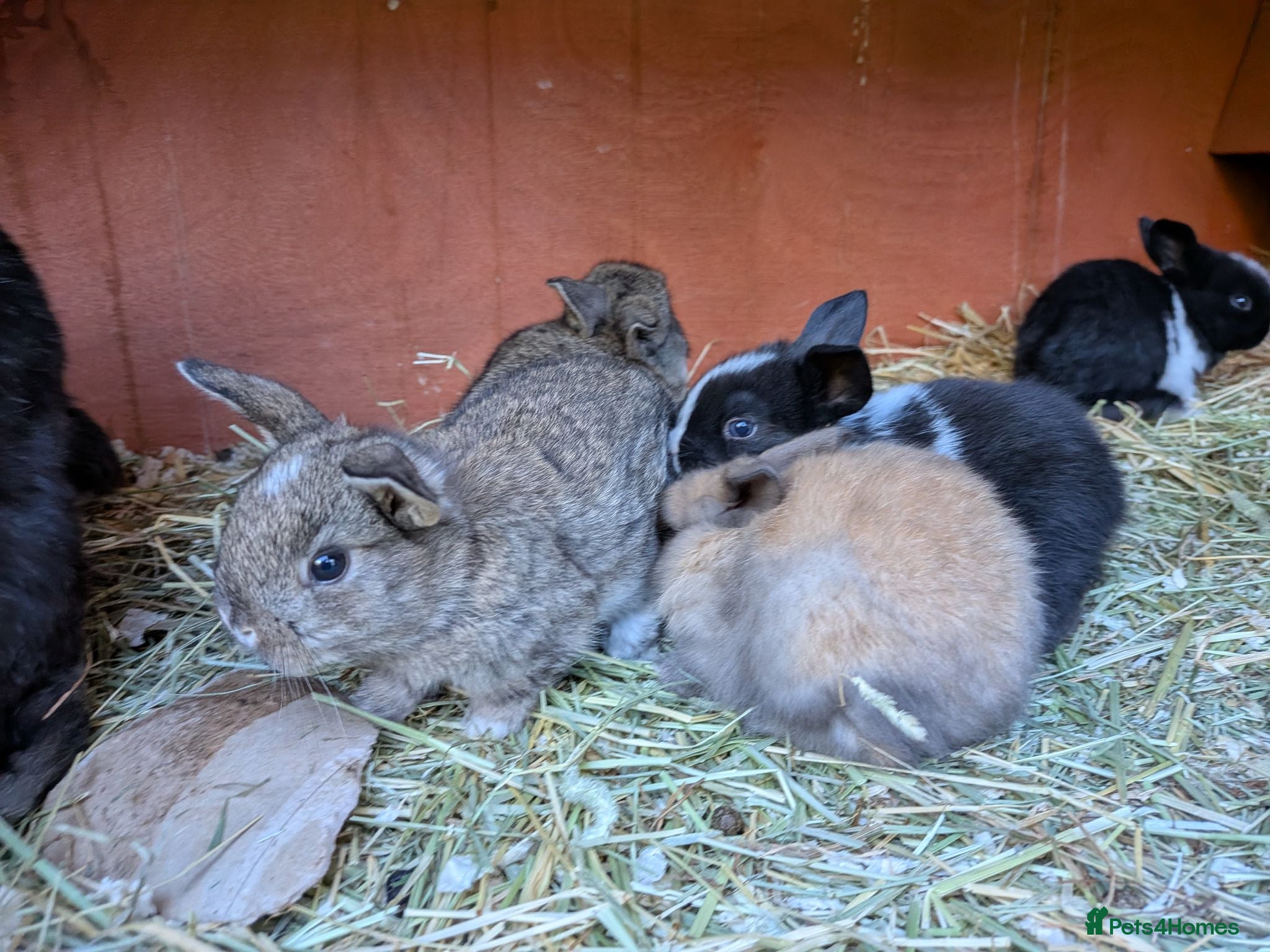 Mini Lop rabbits *Last one available* Mini Lops - Advert 2