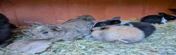 Mini Lop rabbits for sale: *Last one available* Mini Lops - Advert 1