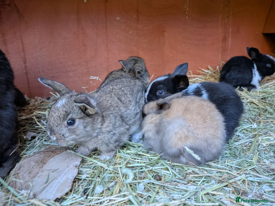 Mini Lop rabbits for sale: *Last one available* Mini Lops - Advert 1