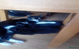 Mixed Breed cats for sale: 4 baby kittens for sale  - Image 5