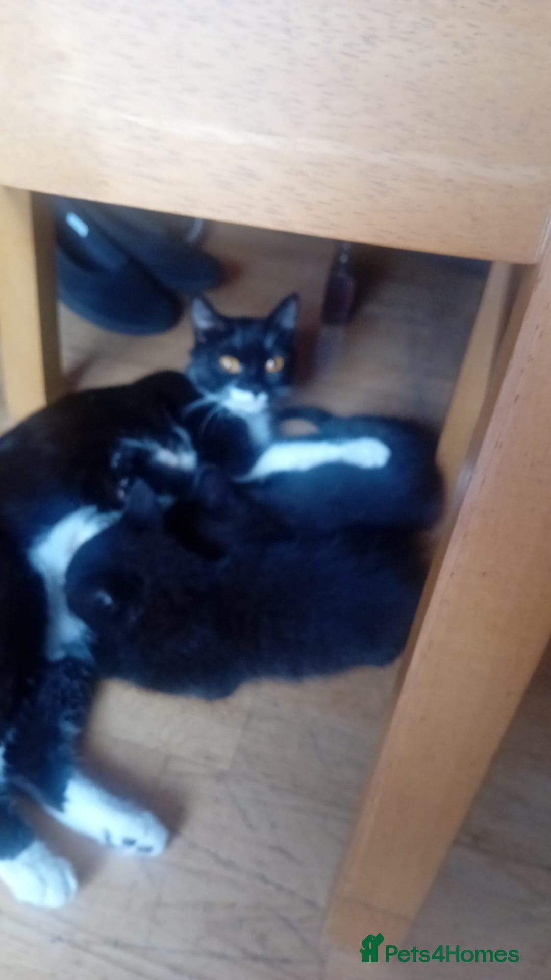 Mixed Breed cats for sale: 4 baby kittens for sale  - Image 5