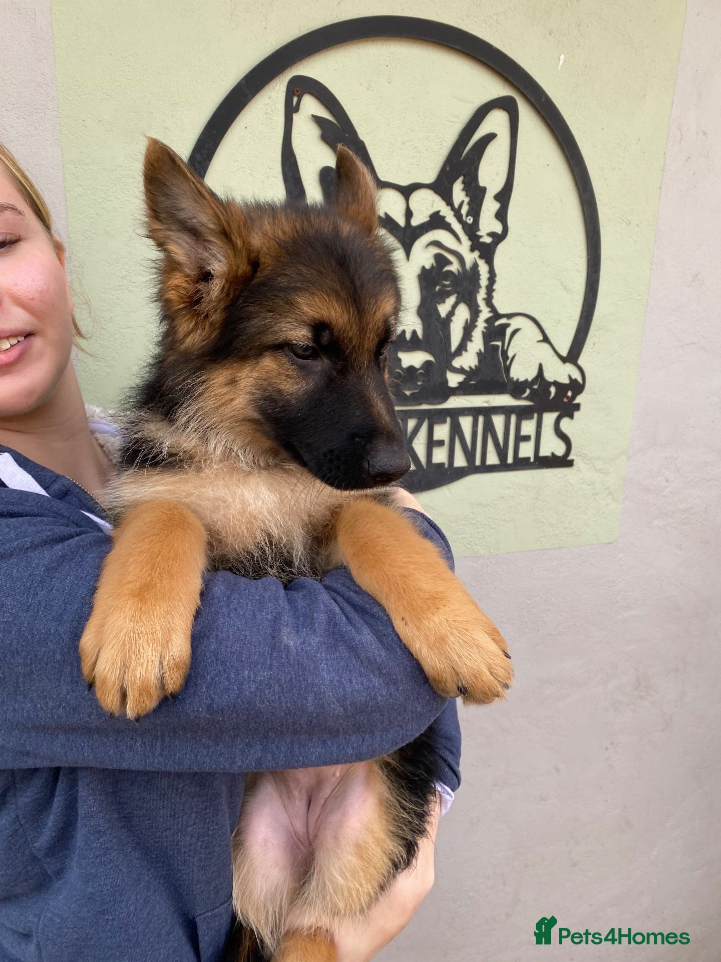 German Shepherd dogs K/C German Shepherd pups - Advert 17