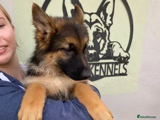 German Shepherd dogs K/C German Shepherd pups - Advert 17