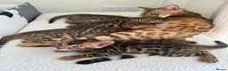 Bengal cats for sale: ✨ Pedigree Rosetted Bengal Kittens - Ready Soon✨ - Advert 9