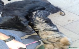 German Shepherd dogs for stud: Stud. - Image 2