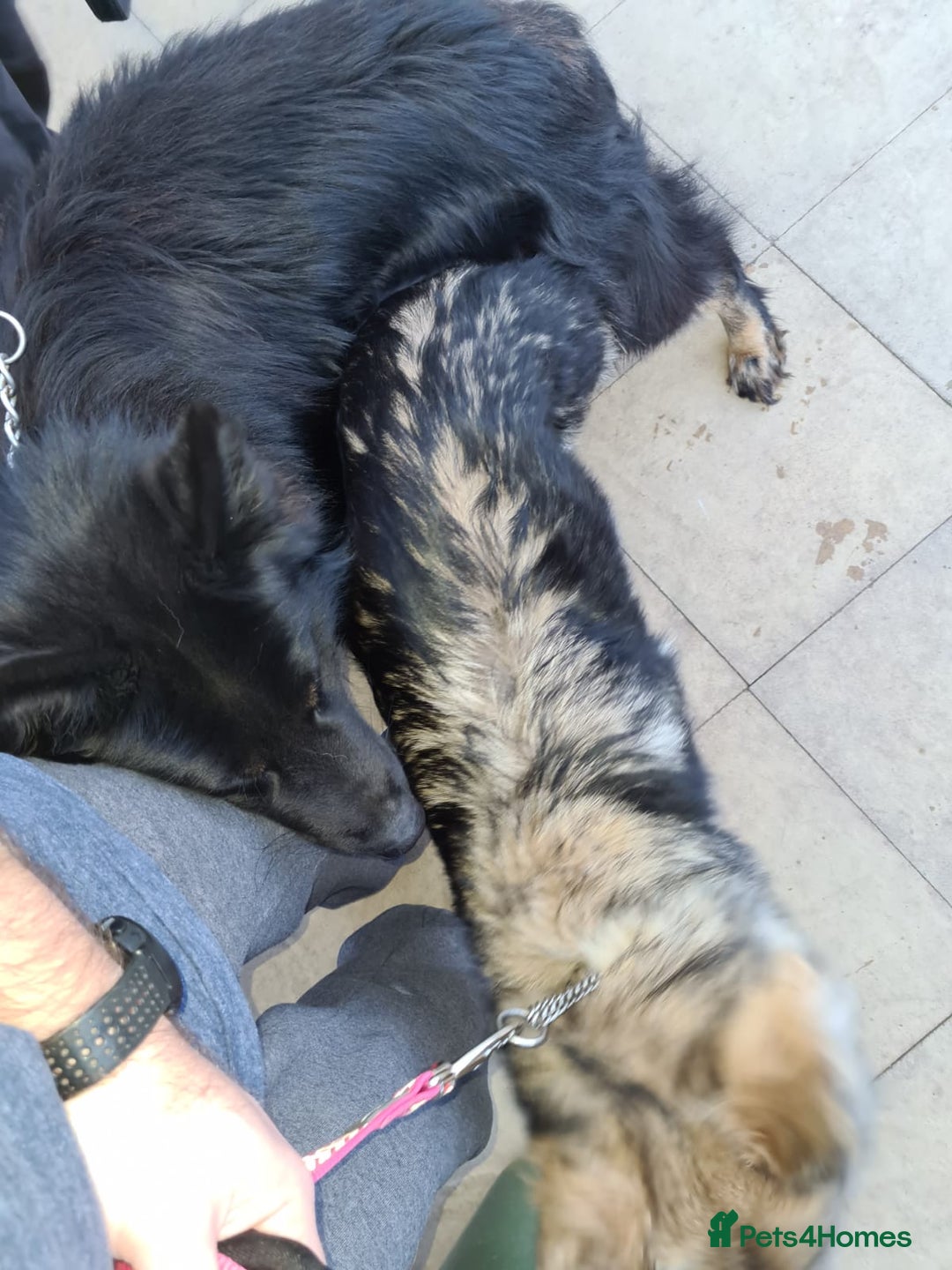 German Shepherd dogs for stud: Stud. - Image 2